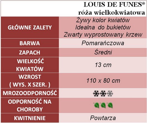 Luis de Funes róża wielkokwiatowa
